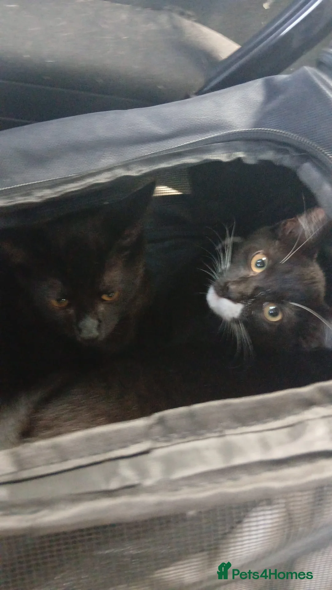 Mixed Breed cats for sale: 2 male cats  - Advert 1