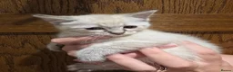 Mixed Breed cats for sale: Gorgeous Ragdoll Cross Kittens  - Advert 22