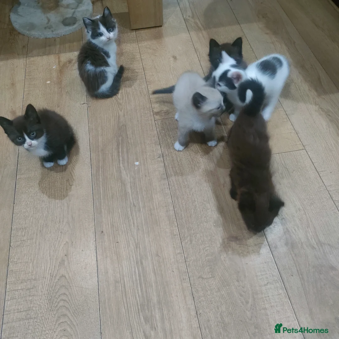 Mixed Breed cats for sale: Kittens 3 Boys and 2 Girls  in Leicester - Advert 2