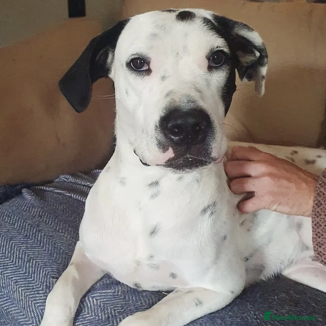 Mixed Breed dogs for adoption: Vicky (Dalmatian/Staffie mix) in London - Image 4