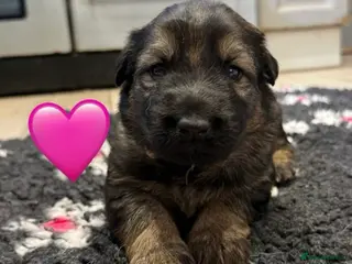 German Shepherd dogs ✨Extensively Health Tested KC Registered pups ✨ - Advert 18