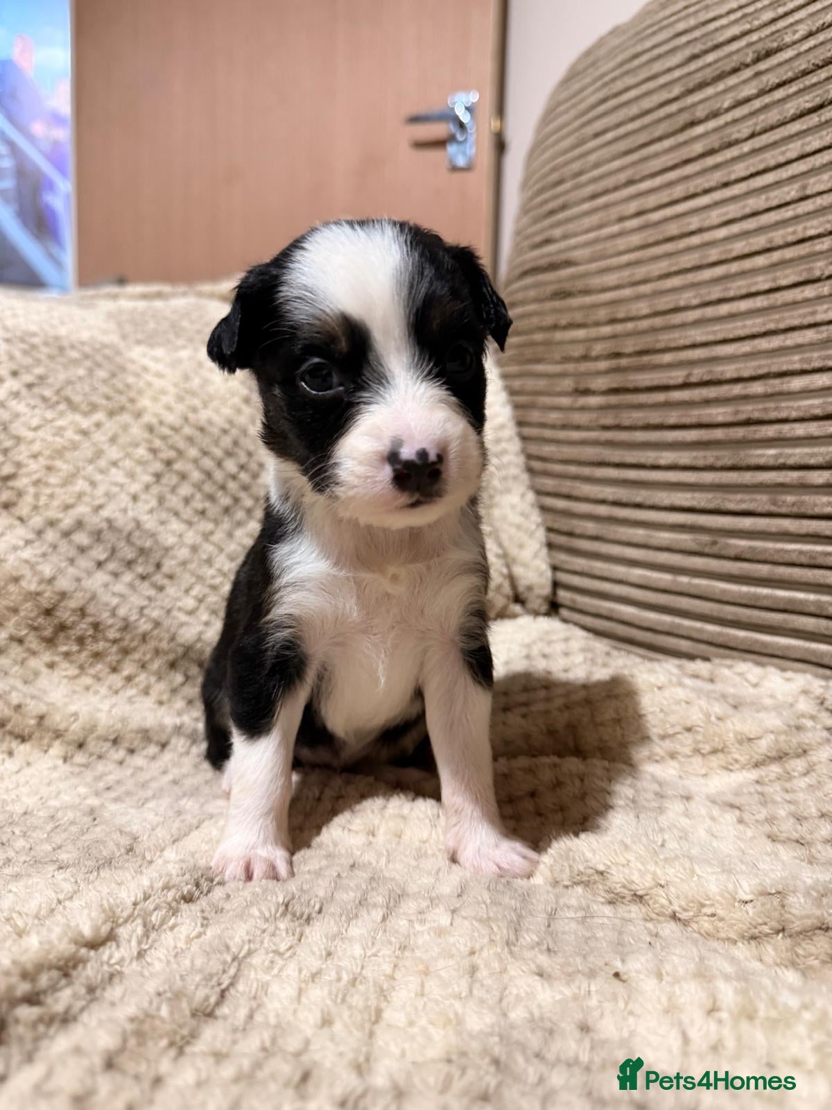 Mixed Breed dogs 🐾Border Collie x Blue Heeler/Ridgeback Pups🐾 - Advert 11