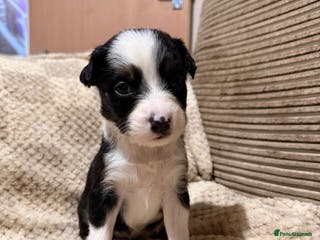 Mixed Breed dogs 🐾Border Collie x Blue Heeler/Ridgeback Pups🐾 - Advert 15