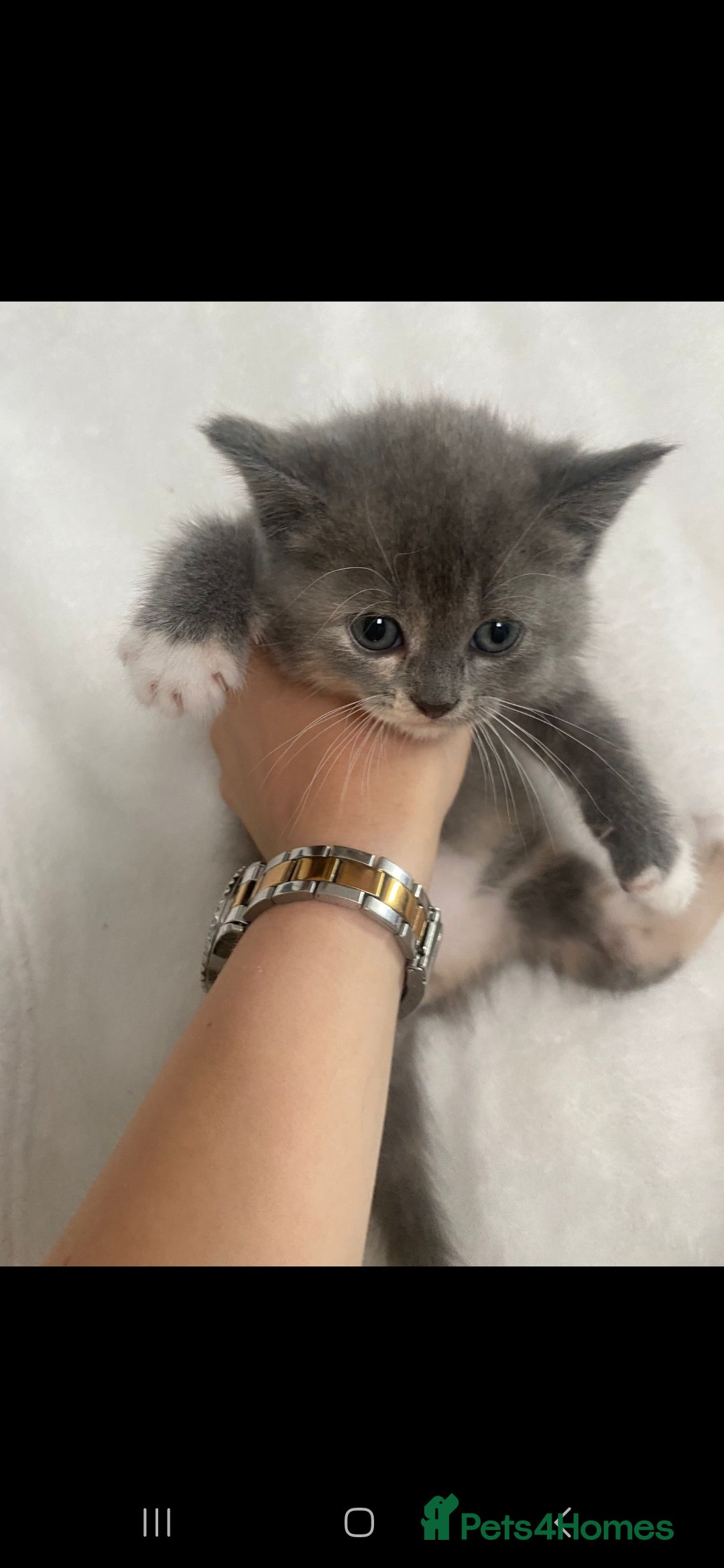 Persian cats for sale: Persian mixed breed  - Image 17