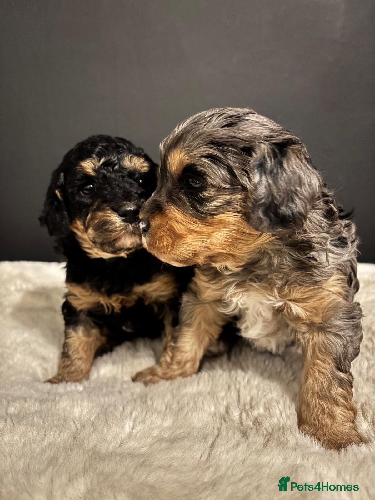 Cavapoo dogs Two Beautiful Boy Cavapoo Puppies For Sale  - Advert 1