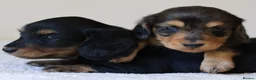Miniature Dachshund dogs for sale: 5*Licensed+ LongHaired+KCreg+PraClear+Vetchecked - Advert 10