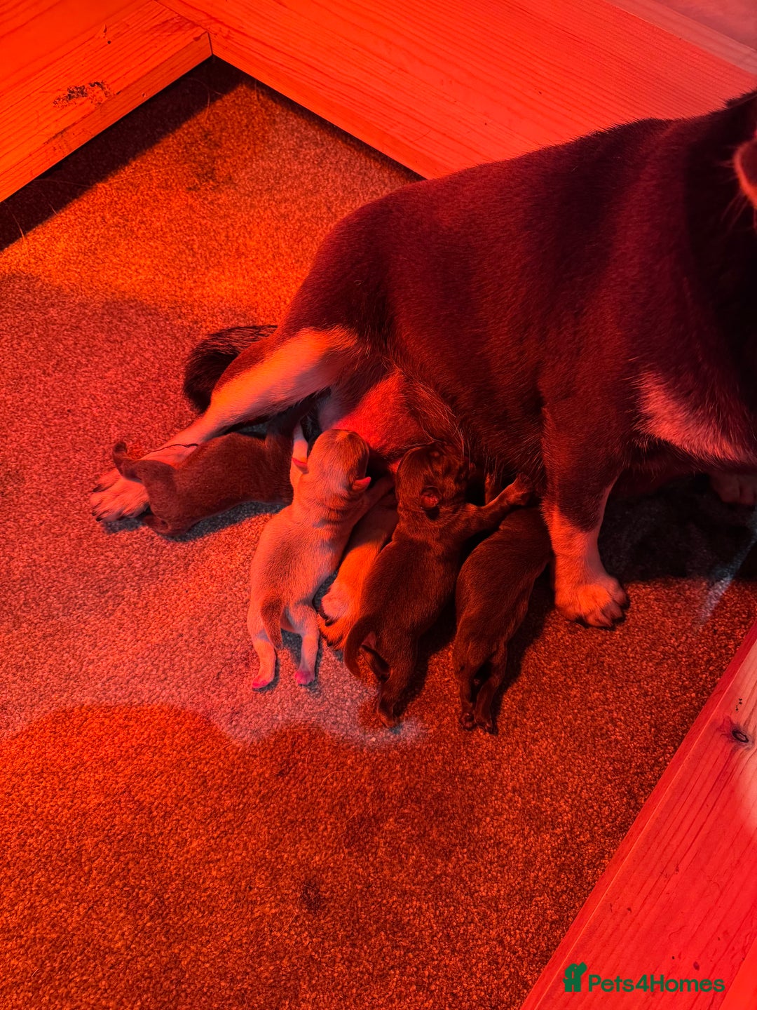 Pug dogs for sale: Rare coloured pug puppies available  - Advert 2