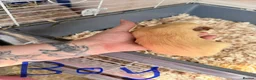 Guinea Pig rodents for sale: 16 baby guinea pigs - Advert 38