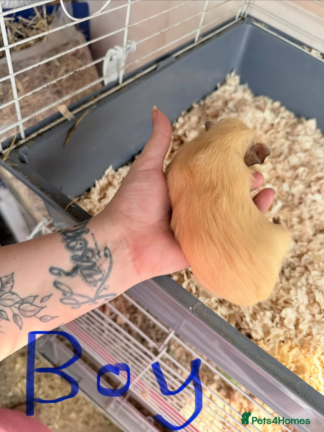 Guinea Pig rodents for sale: 16 baby guinea pigs - Advert 38
