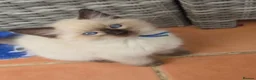 Ragdoll cats for sale: TICA/GCCF registered ragdoll kittens - Advert 4