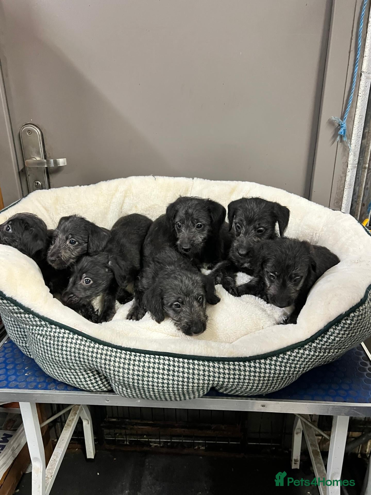 Bedlington Terrier dogs Top Quality F1 Bedlington x Whippet Puppies - Advert 1