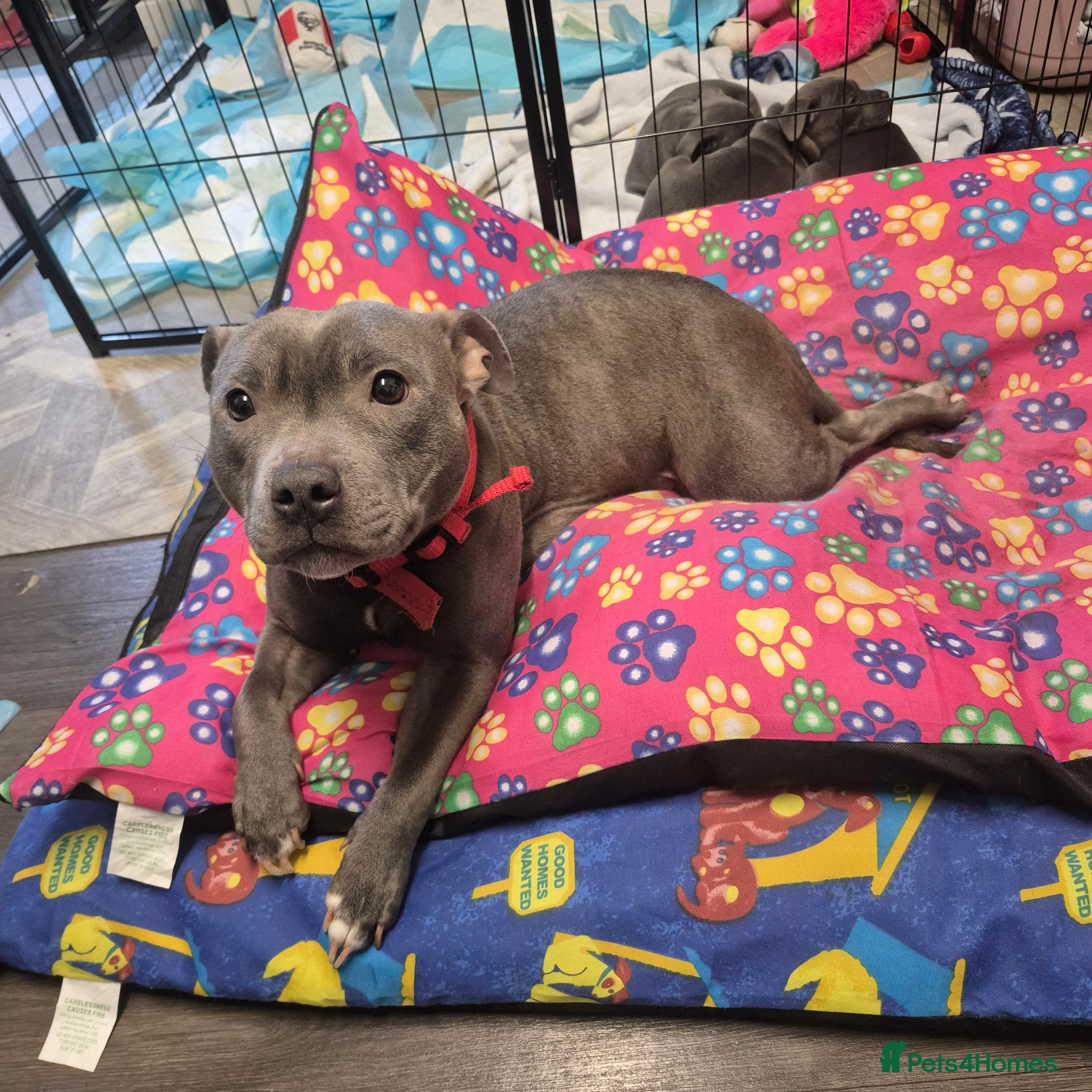 Staffordshire Bull Terrier dogs Staffordshire bull terrier pups - Advert 1