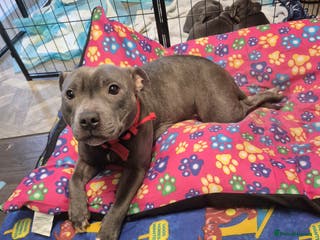 Staffordshire Bull Terrier dogs Staffordshire bull terrier pups - Advert 2