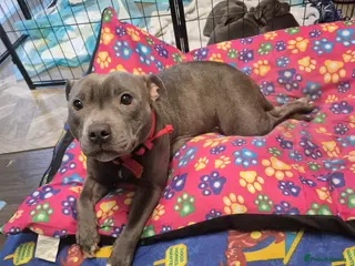 Staffordshire Bull Terrier dogs Staffordshire bull terrier pups - Advert 1