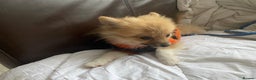 Pomeranian dogs for sale: Beautiful Pomeranian puppiesREDUCED 1kg  - Advert 11