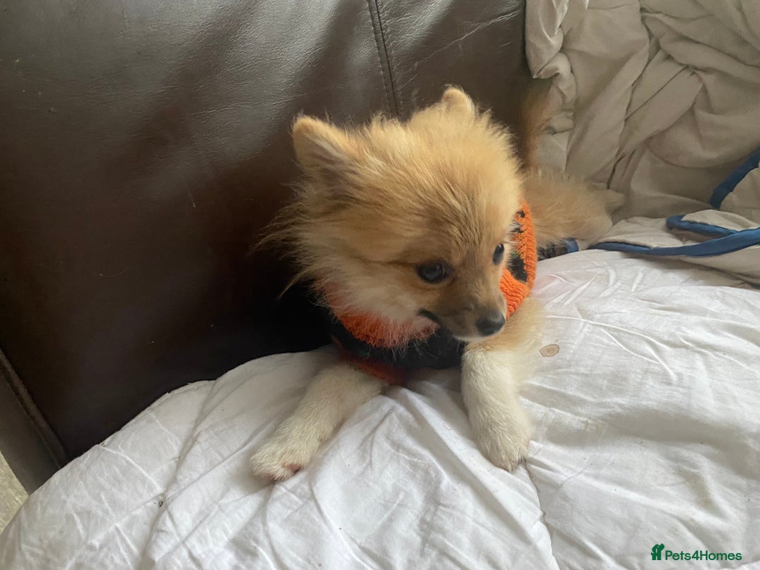 Pomeranian dogs for sale: Beautiful Pomeranian puppiesREDUCED  - Image 11