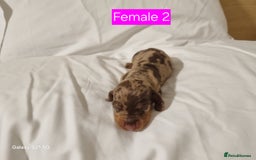 Miniature Dachshund dogs for sale: Miniature Dachshund  - Advert 3