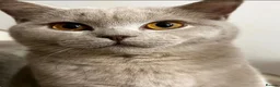 British Shorthair cats for sale: 5 beautiful BSH x Ragdoll kittens  - Advert 15