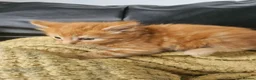 British Longhair cats for sale: Longhaired and shorthaired ginger, black, b & w - Advert 30