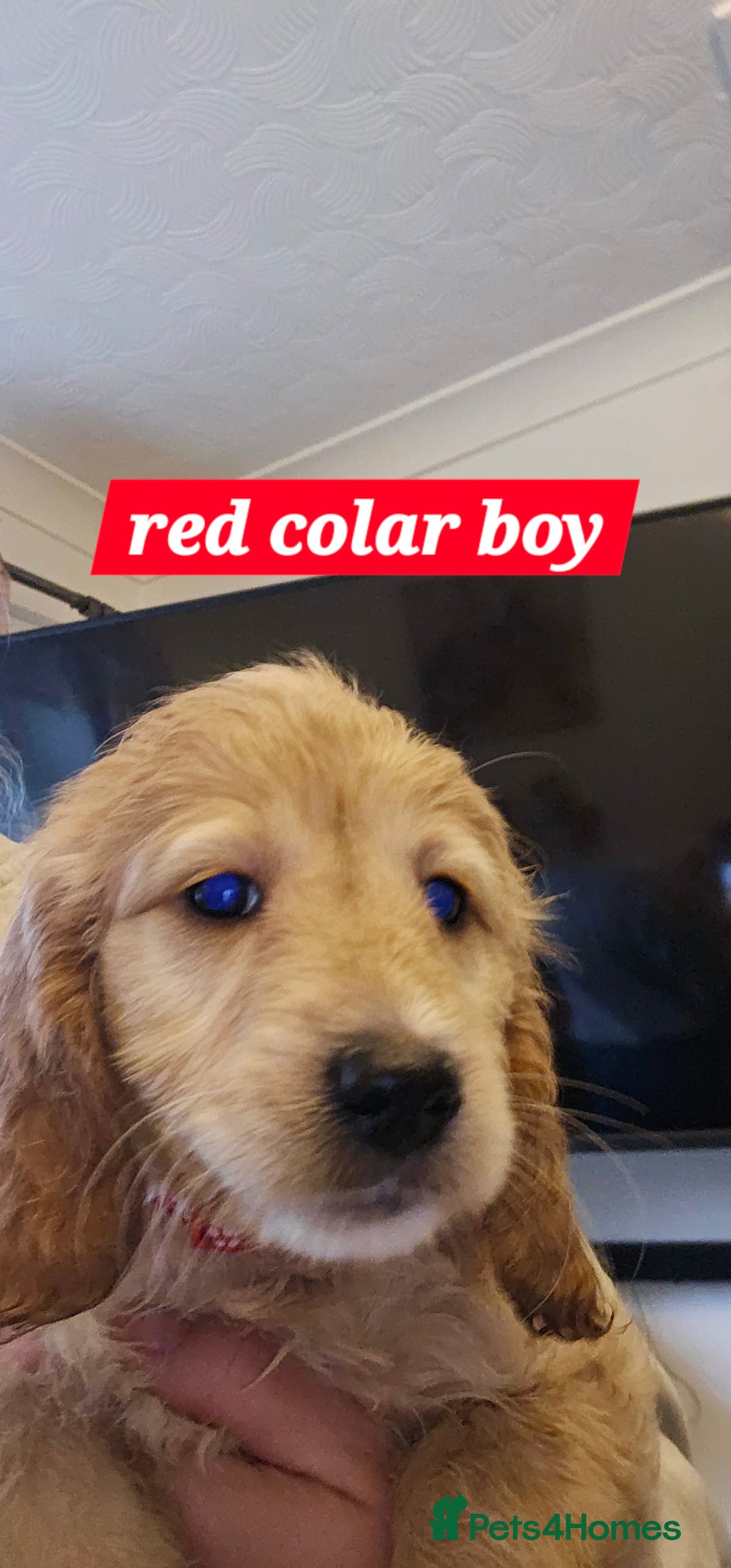 Cockapoo dogs for sale: 5 stunning f2 cockapoos ready togo x - Advert 2