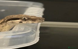 Boa Snake reptiles for sale: Male boa - Image 3