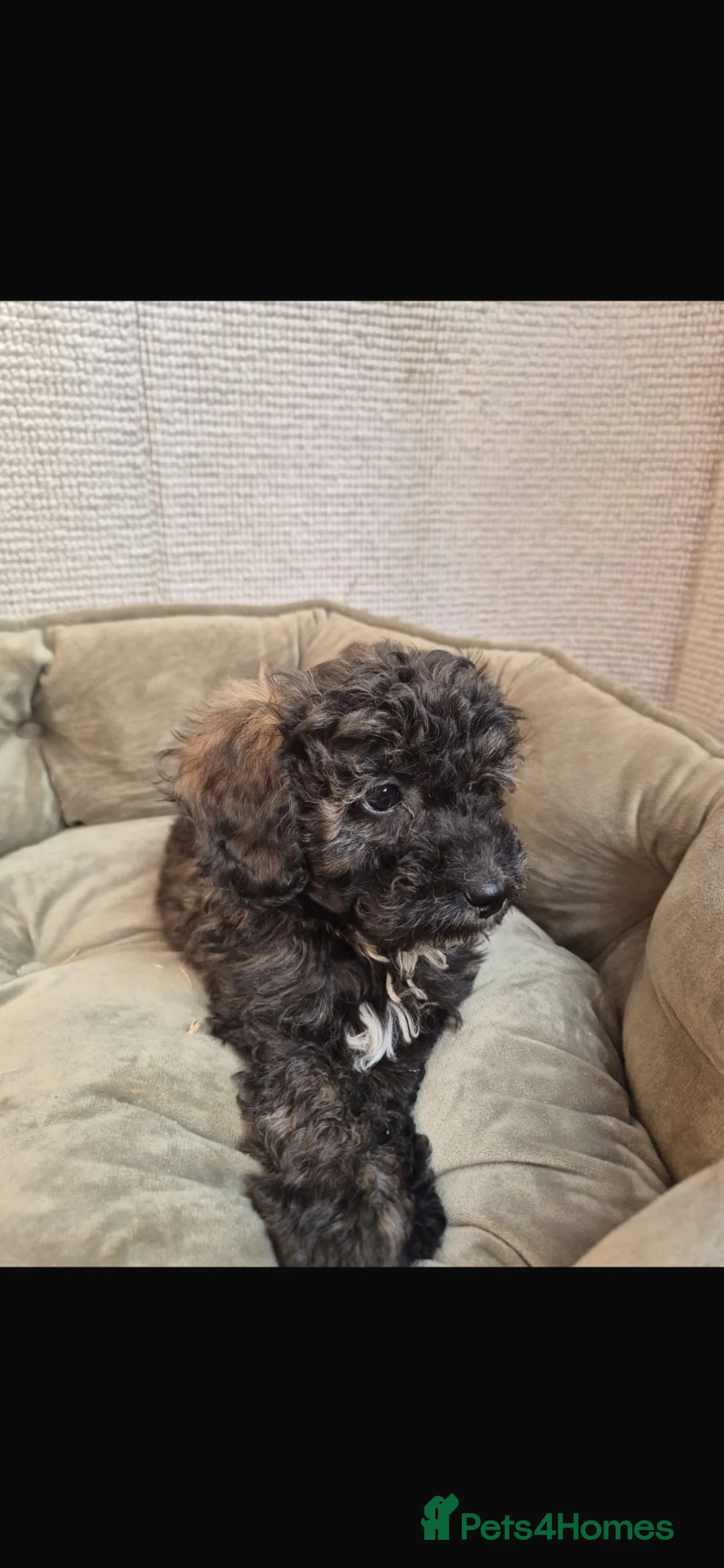 Cockapoo dogs for sale: Gorgeous cockapoos f2b  in Newcastle upon Tyne - Advert 3