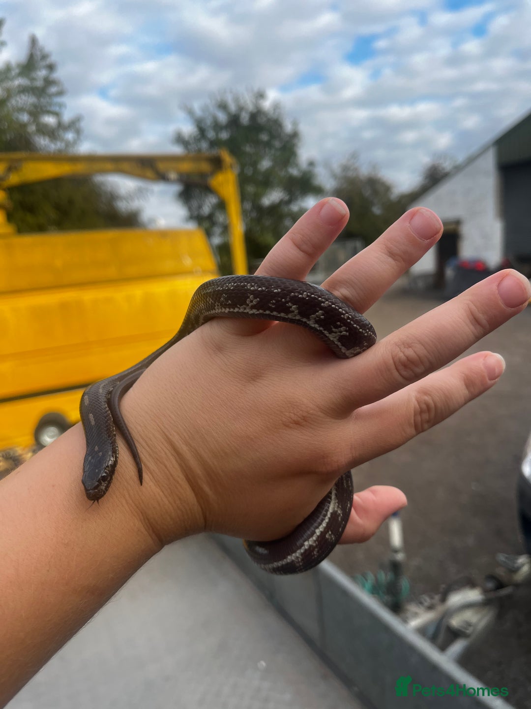 King Snake reptiles for sale: Aberrant California Kingsnake Pair - Advert 6