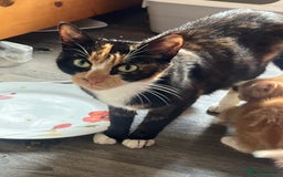 Mixed Breed cats for sale: Kittens  - Image 15