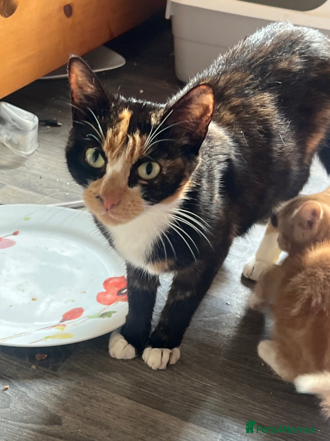 Mixed Breed cats for sale: Kittens  - Image 15