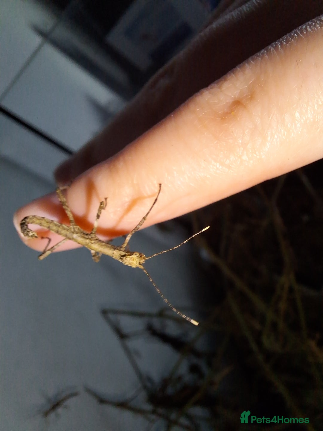 Stick Insects invertebrates for sale: 3 Sungaya Aeta stick insect nymphs (unsexed) - Advert 3