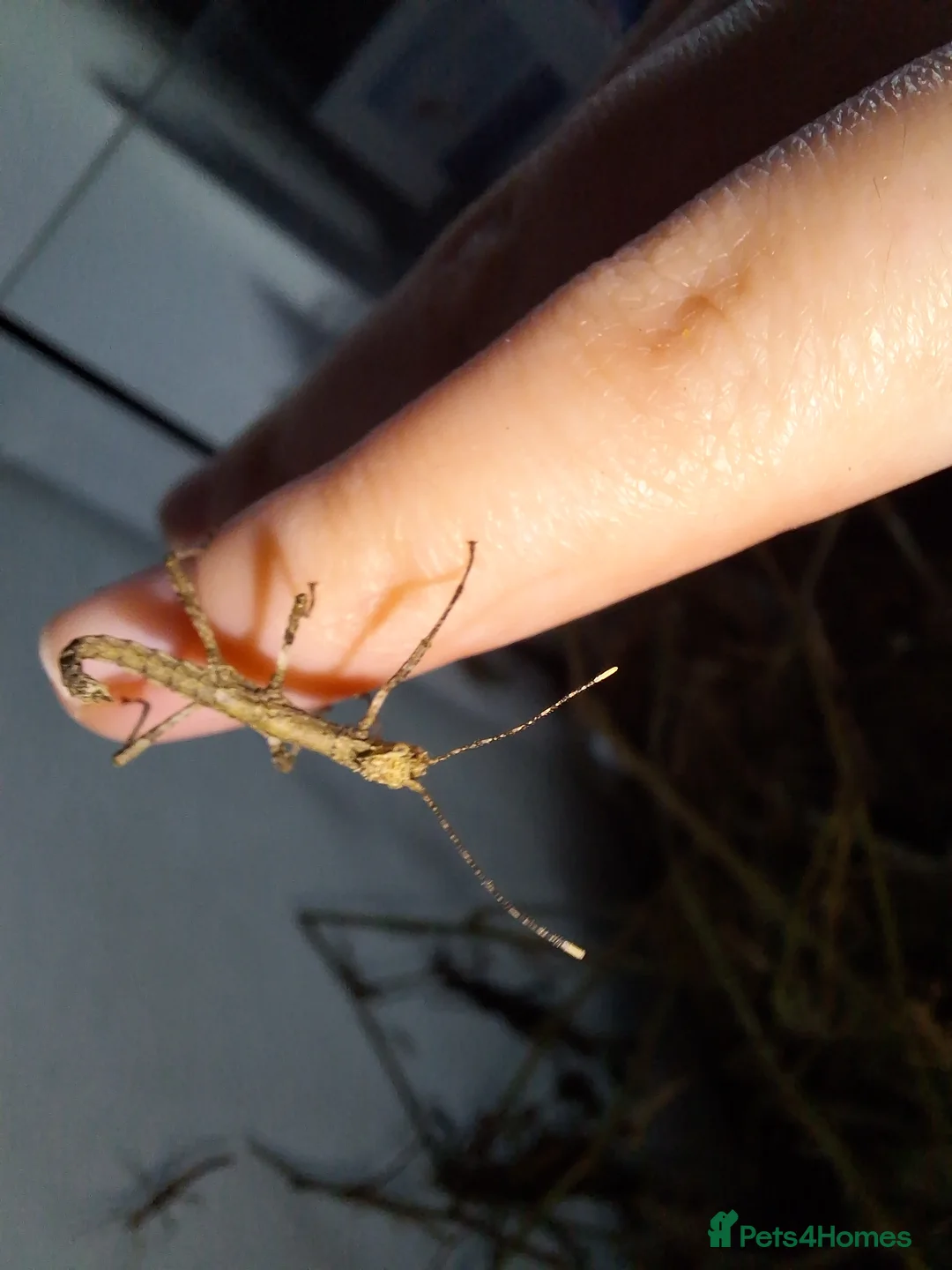 Stick Insects invertebrates for sale: 3 Sungaya Aeta stick insect nymphs (unsexed) - Advert 3