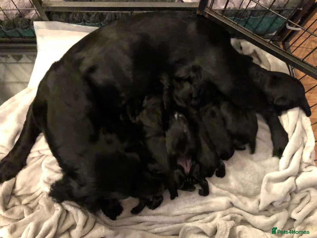 Cocker Spaniel dogs for sale: 1 Male Cocker Spaniel for sale - Advert 2