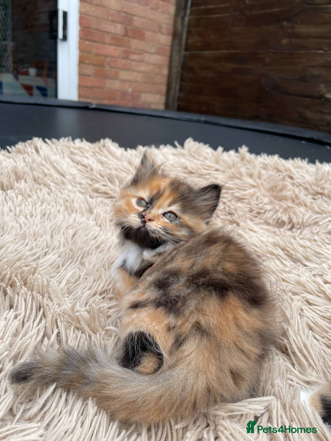 Mixed Breed cats for sale: 🎃 Cute Fluffy Kittens – Persian x BSH Mix - Image 11