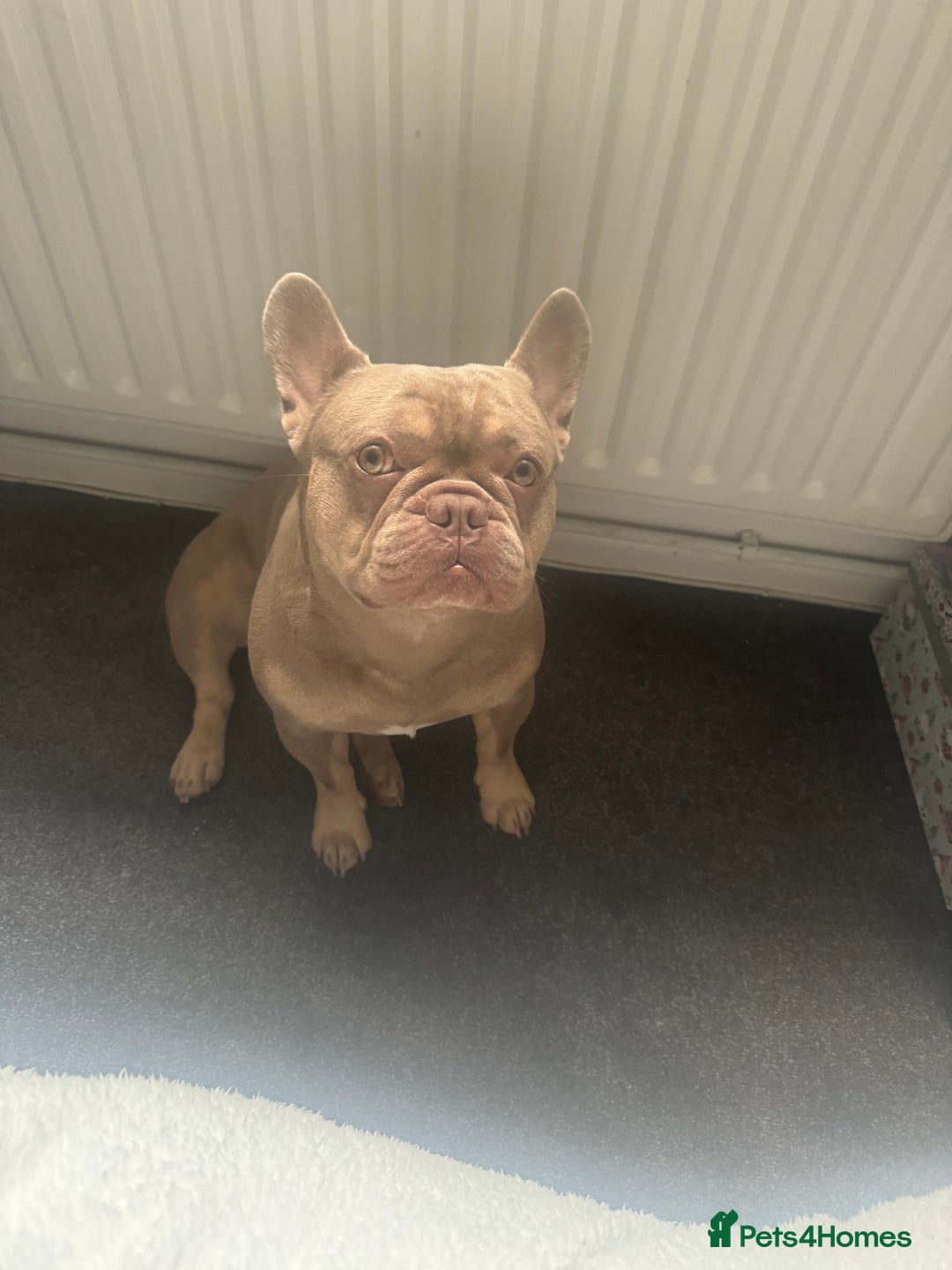 French Bulldog dogs for stud: Rare New Shade Isabella French Bulldog - STUD - Image 2