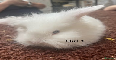 Angora rabbits in Winsford - Advert 6