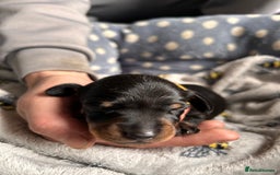Dachshund dogs for sale: Beautiful dachshund puppies - Image 10