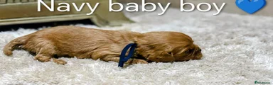 Cavalier King Charles Spaniel 1