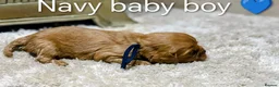 Cavalier King Charles Spaniel dogs for sale: DNA TESTED CAVALIER KING CHARLES  - Advert 2