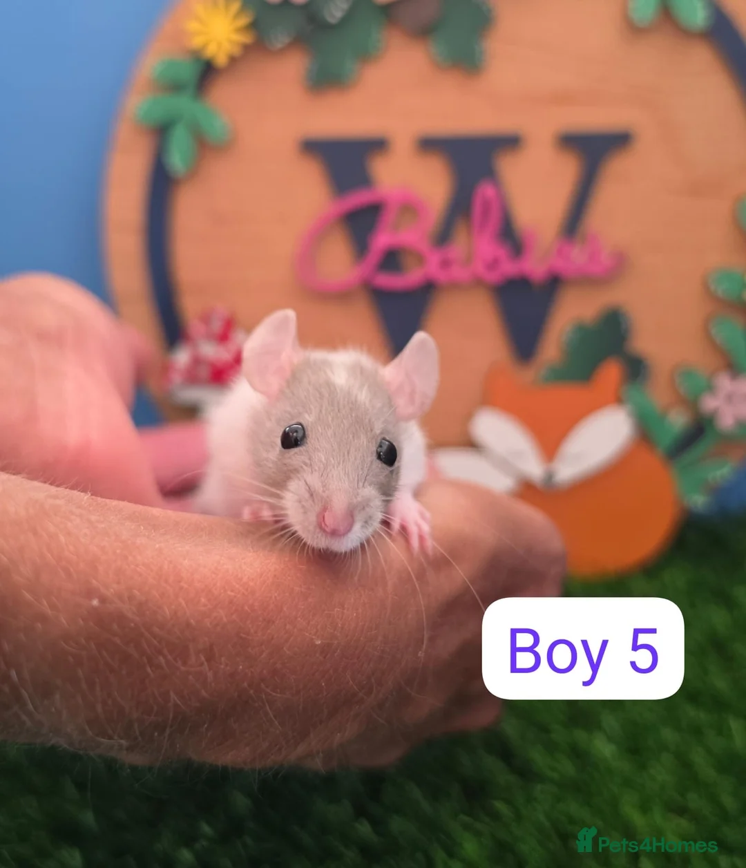 Rat rodents for sale: Baby Dwarf Rats Boys   - Advert 5