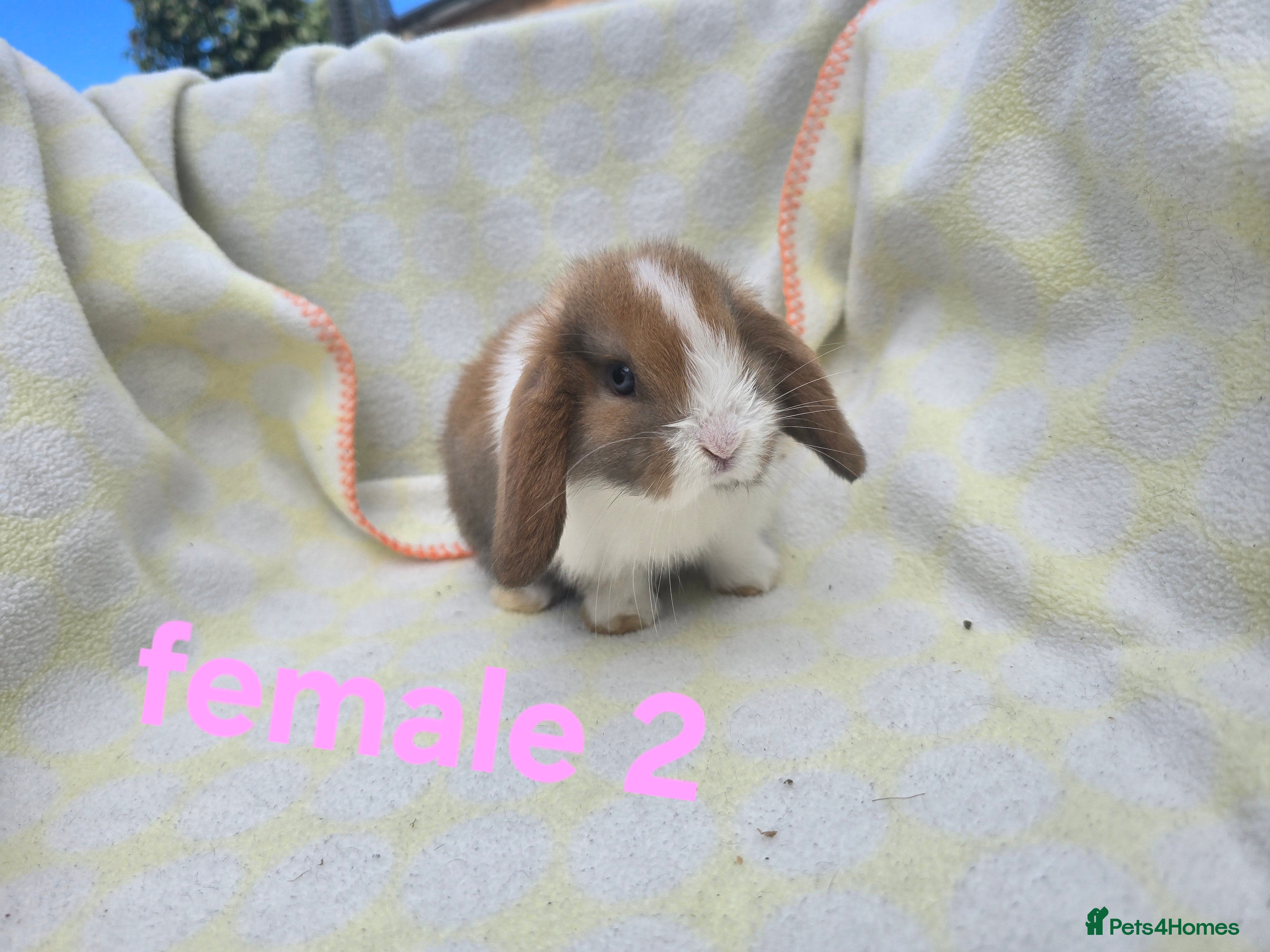 Mini Lop rabbits  stunning mini  lops   - Advert 1