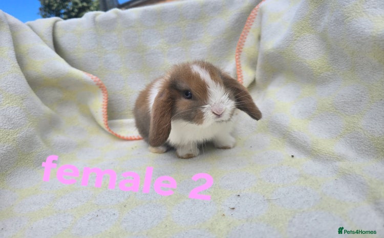 Mini Lop rabbits for sale in Uxbridge - Advert 1