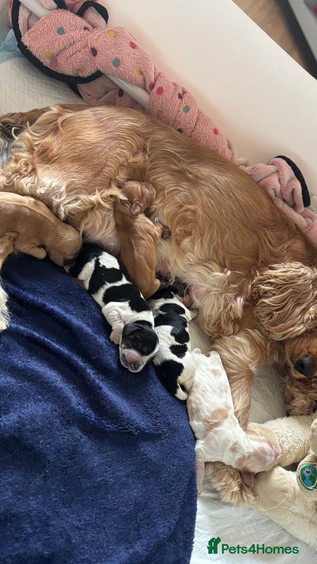 Cocker Spaniel dogs for sale: KC Reg Show Cocker Rizi Bizi bloodline Puppies - Image 25