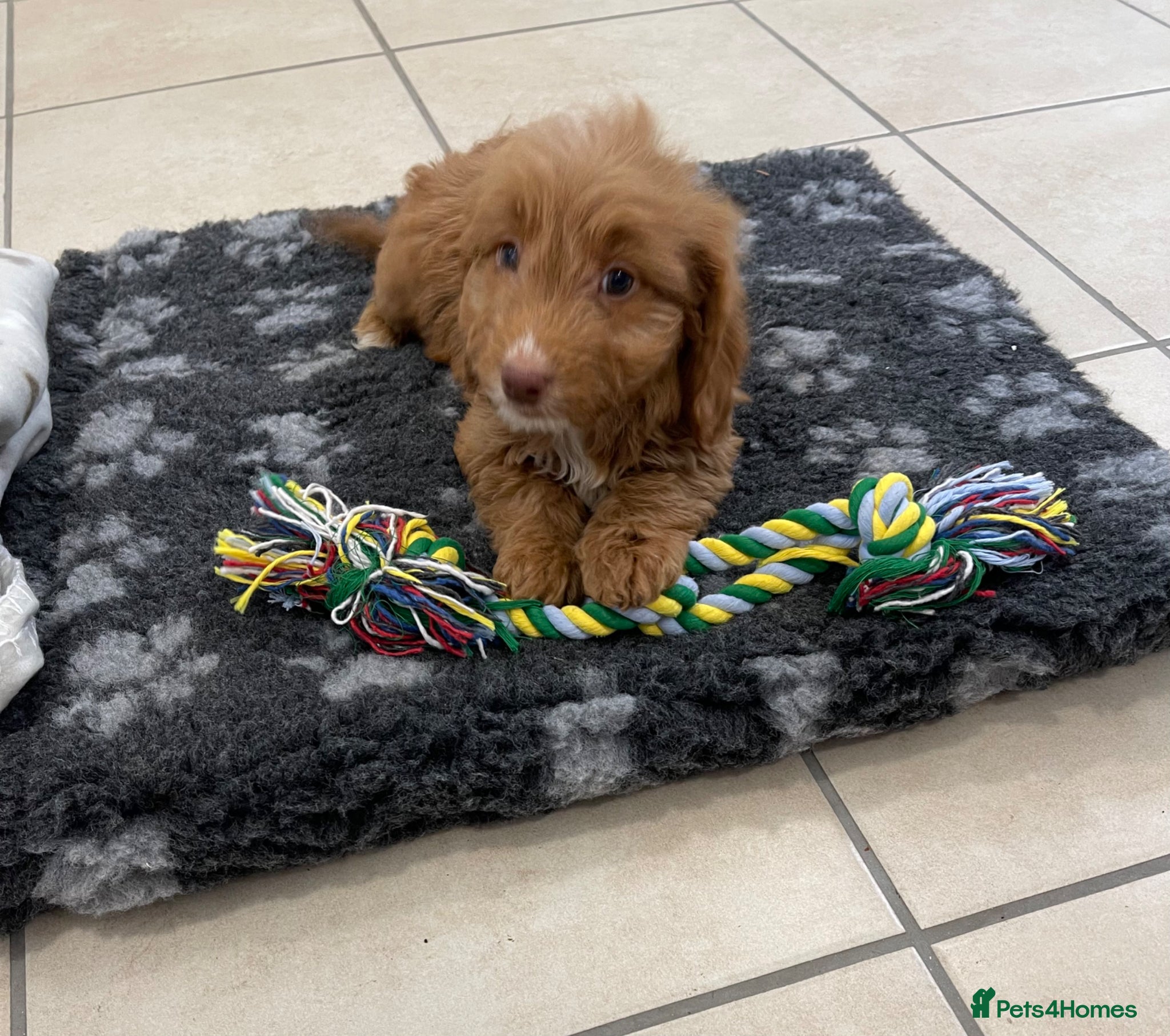 Cockapoo dogs Beautiful F1 cockerpoo pups NOW READY - Advert 1