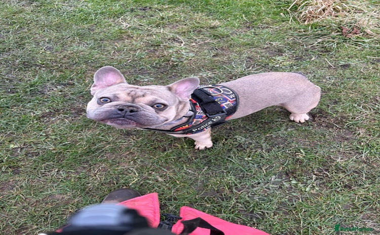 French Bulldog dogs - Advert 6