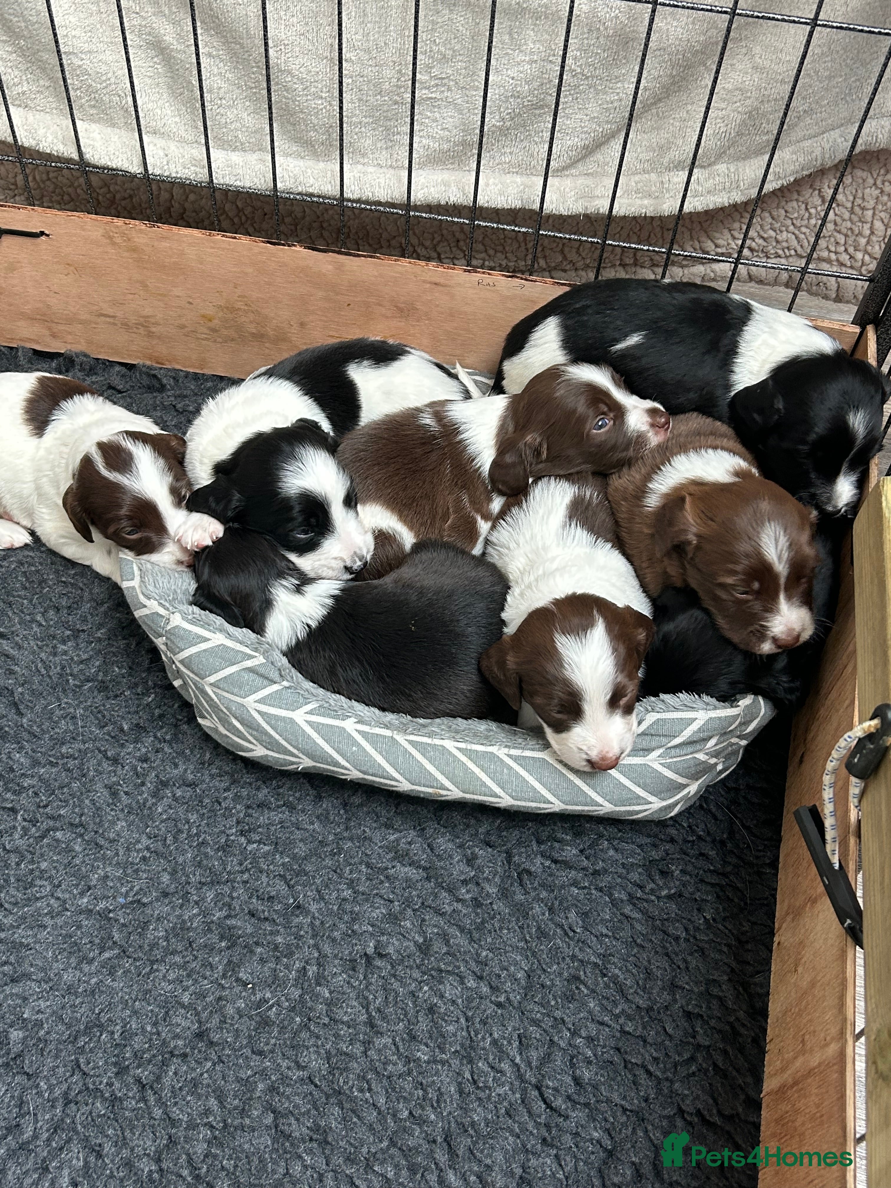 Sprollie dogs Sprollie  - Advert 1