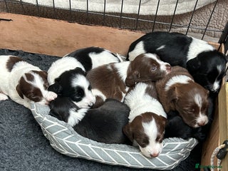 Sprollie dogs Sprollie - Advert 5