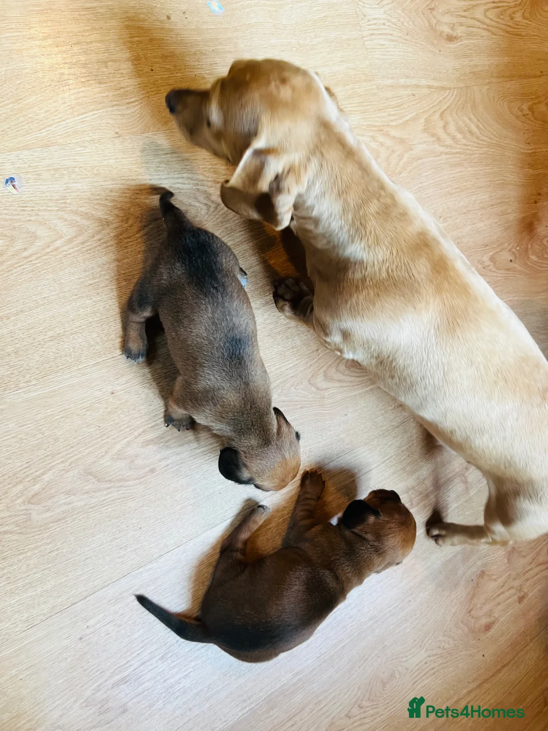 Miniature Dachshund dogs for sale: Daxi Jack - Advert 4