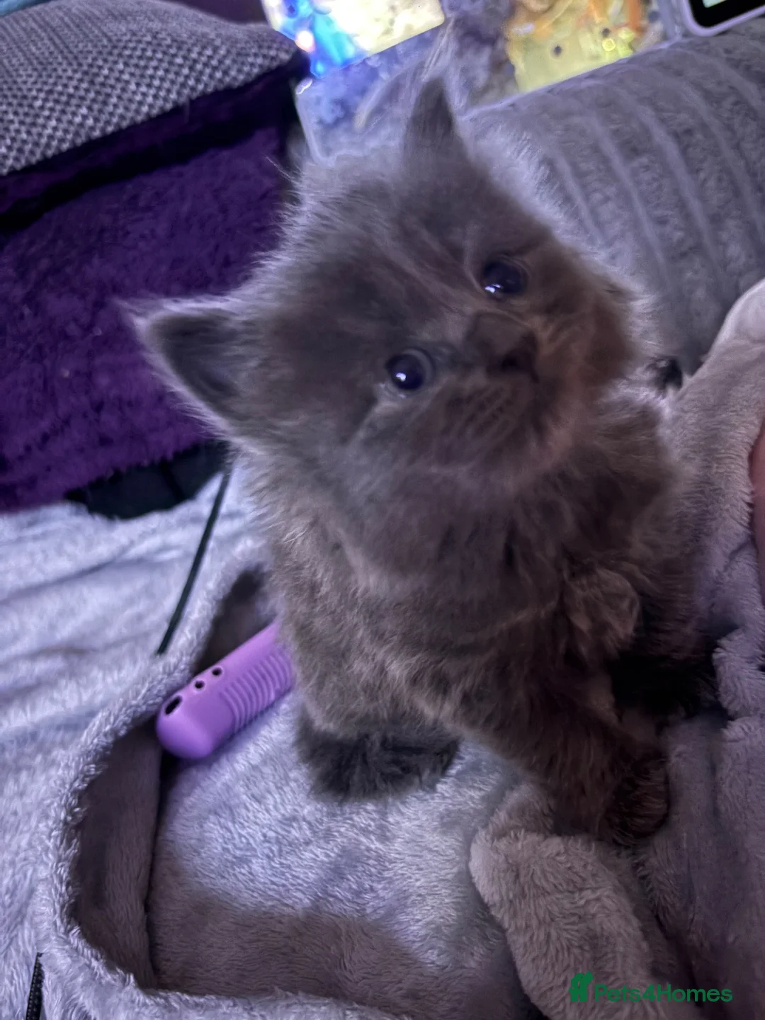 Mixed Breed cats for sale: Kittens looking for forever Homes - Advert 2