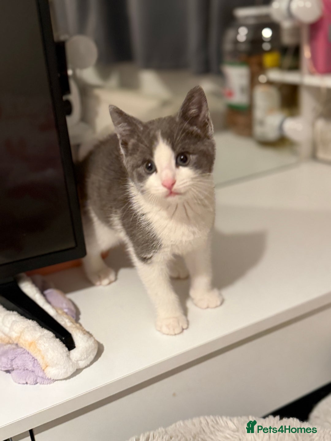 Mixed Breed cats for sale: Grey and white tabby  - Advert 9