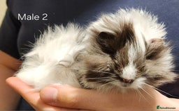 Guinea Pig rodents for sale: 2 Adorable Guinea Pups - Image 3